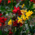 Outsidepride Canna Lily Indica Plant Seed - 25 Seeds
