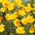 Outsidepride Lance-leaved Coreopsis - 5000 Seeds