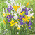 Van Zyverden Dutch Iris Mixed Set of 25 Bulbs