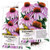Seed Needs  Purple Coneflower Echinacea purpurea Twin Pack of 500 Seeds Each