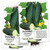 Seed Needs  Marketmore 76 Cucumber Cucumis sativus Twin Pack of 90 Seeds Each