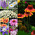 1Package of 25000-500000 Seeds  Perennial Wildflower Mixture 100  Pure Live Seed Non-GMO Seeds