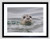 Wee Blue Coo Animal Photo Harbour Seal Water 12x16 Framed Art Print F12X10650