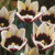 Van Zyverden Tulips Chansonnett Set of 12 Bulbs