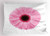 Ambesonne Pink and White Pillow Sham  Fresh Gerber Daisy Garden Plants of Spring Growth Single Flower Image  Decorative Standard King Size Printed Pillowcase  36  X 20   Pale Pink