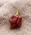 Douglah Chocolate 7Pot Heirloom Pepper Premium 50 Seed Packet
