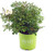 Drift Roses - Rosa White Drift   (Rose) Rose, double white flowers, #2 - Size Container