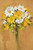 Posterazzi Bunch 2 Poster Print by John Francis  12 x 6