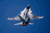 Posterazzi Poster Print Collection Swiss Air Force F-18C in a 9G Pull Timm Ziegenthaler-Stocktrek Images  17 x 11  Multicolored