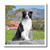 3dRose ht888103 A Border Collie Dog-US05 ZMU0141-Zandria Muench Beraldo-Iron on Heat Transfer for White Material  10 by 10-Inch