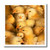 3dRose ht12183 Baby Chicks Iron on Heat Transfer for White Material  10 by 10-Inch