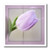 3dRose ht337863 Pink Framed Tulip-Flowers-Photography-Easter-Iron on Heat Transfer for White Material  10 by 10-Inch