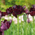 Van Zyverden Tulips Black Parrot Set of 12 Bulbs
