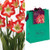 Van Zyverden 87267 Amaryllis-Stargazer Emerald Gift Bag Flower Bulbs  28-30 cm  Red