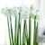 Van Zyverden 87307 Boxed Gift Kit Paperwhite Dormant Flower Bulbs  White