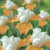Van Zyverden Bearded Iris Champagne Elegance Set of 3 roots