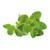 Click and Grow Smart Garden Oregano Plant Pods  9-Pack