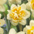 Van Zyverden Daffodils Peach Cobbler Set of 12 Bulbs