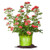 Perfect Plants Coral Drift Rose Live Plant  1 Gallon  Includes Care Guide
