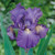 Van Zyverden Bearded Iris Victoria Falls Set of 3 roots