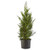 Shrub Leyland Cyress Cypress  2-25 Gal