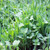 No-Till Garden Farm and Garden Cover Crop Mix Seeds - 5 Lbs - Blend of Gardening Cover Crop Seeds  Hairy Vetch  Daikon Radish  Forage Collards  Triticale  More