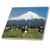 3dRose ct_71760_4 Dairy Cows, Farm Animals, Taranaki, New Zealand AU02 DWA4997 David Wall Ceramic Tile, 12"