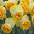Van Zyverden Daffodils Art Perfume Set of 8 Bulbs