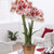 Van Zyverden 87297 Amaryllis Kit Popov with Artisan Decorative Planter Dormant Flower Bulbs  Red