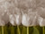 Posterazzi Bunch of Tulips close-up Poster Print by Assaf Frank  18 x 24