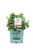 Bushel and Berry - Rubus Raspberry Shortcake Thornless Raspberry Edible-rubus  Red Raspberry   2 - Size Container