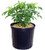 Sambucus canadensis  York  Elderberry Shrub   3 - Size Container