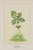 Wild Flowers of America 1894 Bunch-berry Poster Print by Unknown 18 x 24
