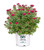 Proven Winner Double Play Doozie Spirea  2 Gal  Red to Purple Flowers