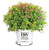 Proven Winners - Spiraea jap- Double Play Gold Spirea Shrub     3 - Size Container