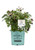 Bushel and Berry Thornless Edible-Rubus  2-Size Container  BlackBerry-Baby Cakes