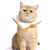 Adnikia Creative Soft Bread Slice Collar for Cat  Toast Bread-Shaped Cat Headdress  Pet Cat Cosplay Makeup Cap  Pet Cartoon Costume  Cat Dressing Up P