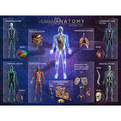 Popar Toys IEPPZHABN 3 Each Human Anatomy Interactive Smart Puzzle ...