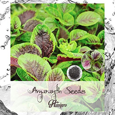 ALEXI Amaranth Seeds - Amaranth Seeds for Planting - Red Green Leaf ...