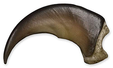 American Black Bear Claw Replica - Museum Quality 2.5cm Display Piece - North American Wildlife