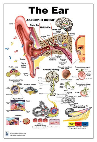 The Ear Poster 24x36inch Anatomy Organs of Hearing and Balance ...