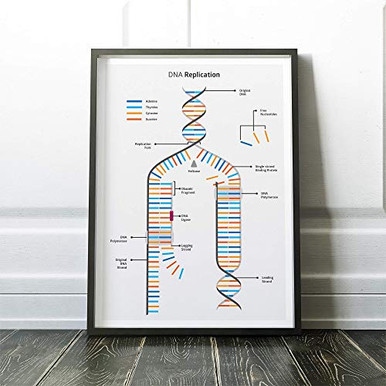 DNA Replication Cheat Sheet Biology Study Notes about DNA Replication ...