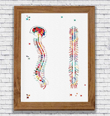 Spinal Cord Anatomy Watercolor Poster Art Print Vertebral Column Office ...