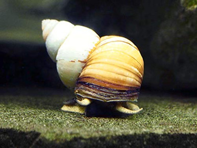 Aquatic Arts 10 Japanese Trapdoor Snails - Pond Snail/Freshwater ...