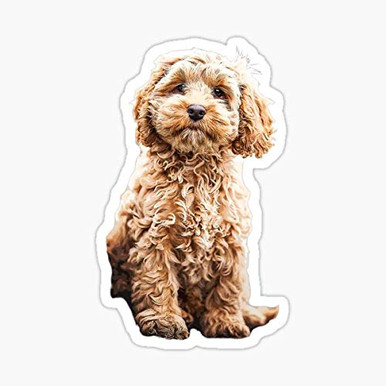Cockapoo Cavoodle Labradoodle Cute Puppy Dog- Poodle x Sticker - Dye ...