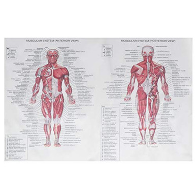 Baluue Human Anatomy Posters Muscular System Anatomical Poster Muscle ...