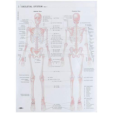 Scicalife Muscular System Anatomical Poster Laminated Muscle Anatomy ...