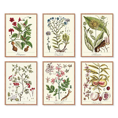 YUMKNOW Farmhouse Vintage Botanical Wall Decor - Unframed Set of 6 8x10 ...