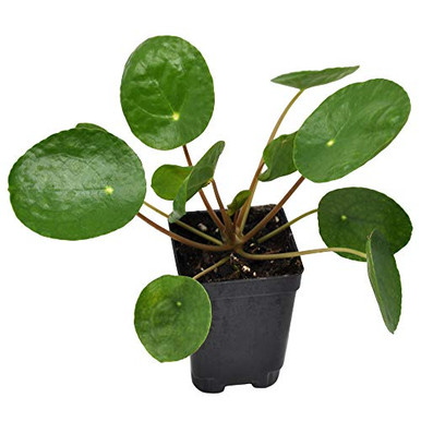 Pilea peperomioides Chinese Money Plant 3" -2.6x3.5"- - Warehousesoverstock