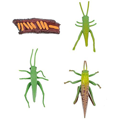 TOYANDONA Insect Life Cycle Figure Education Insects Life Stages ...